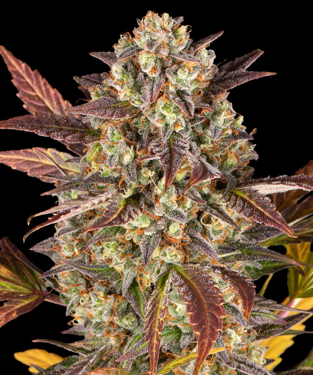 Barneys Farm Amnesia Haze Auto