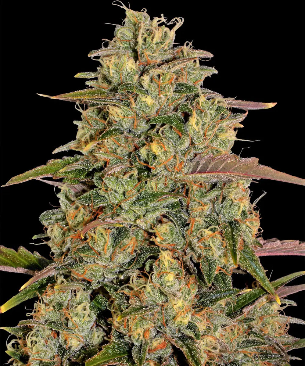 Barneys Farm Amnesia Lemon