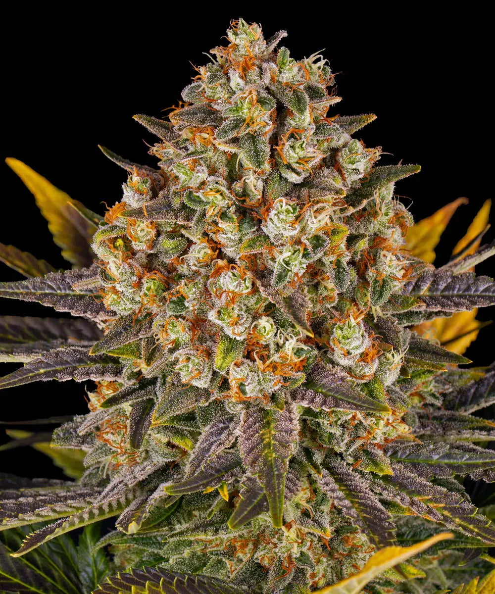 Barneys Farm Banana Punch