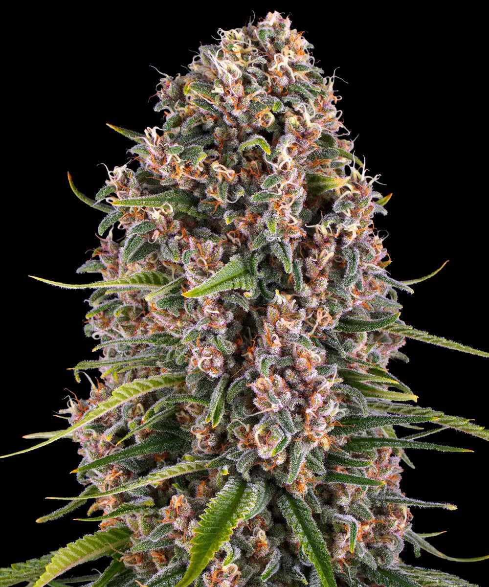 Barneys Farm Blue Cheese