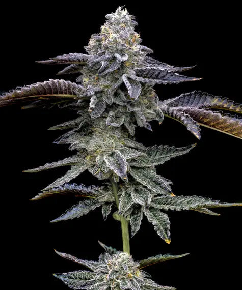 Barneys Farm Blue Dream