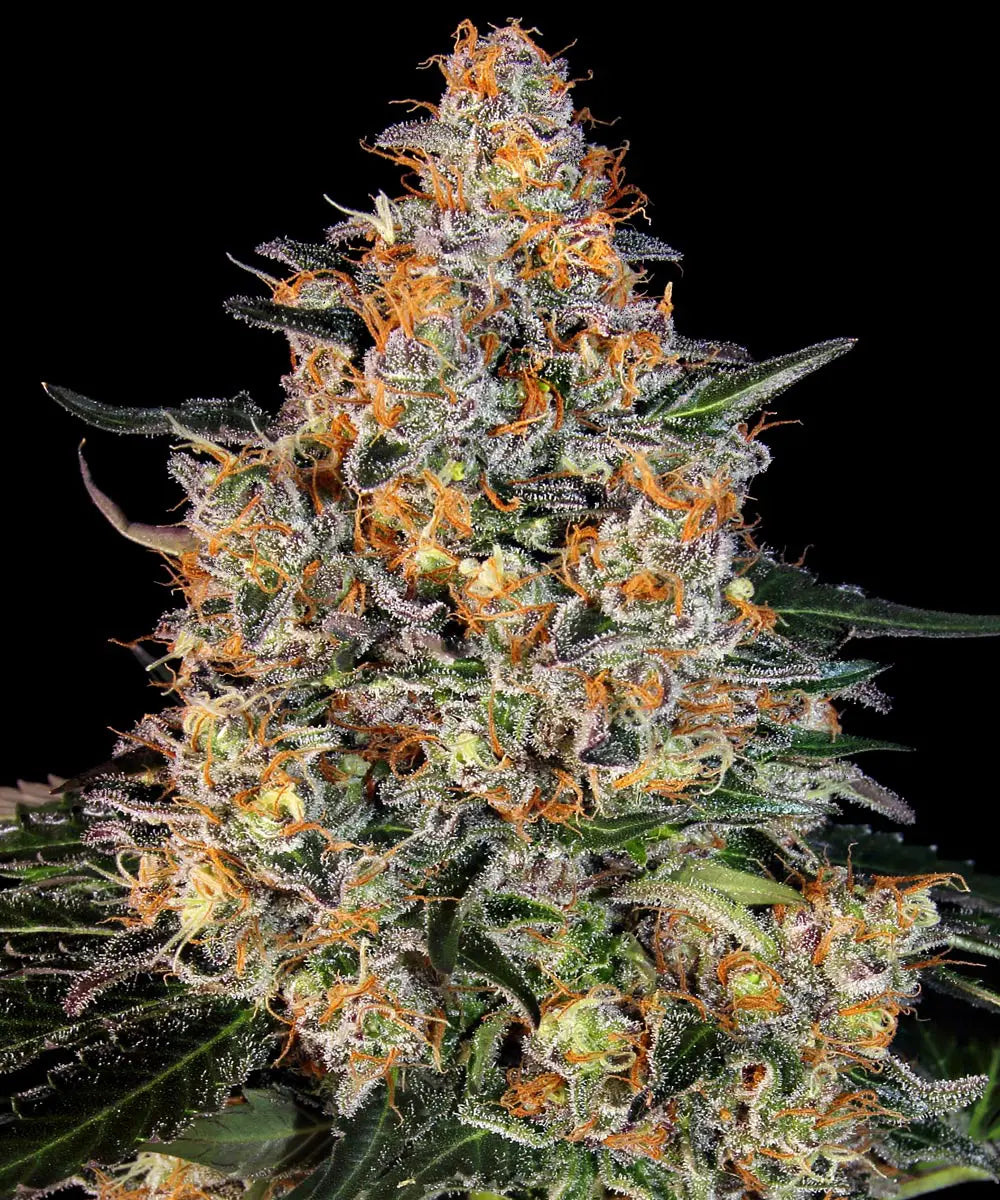 Barneys Farm Bubba Kush
