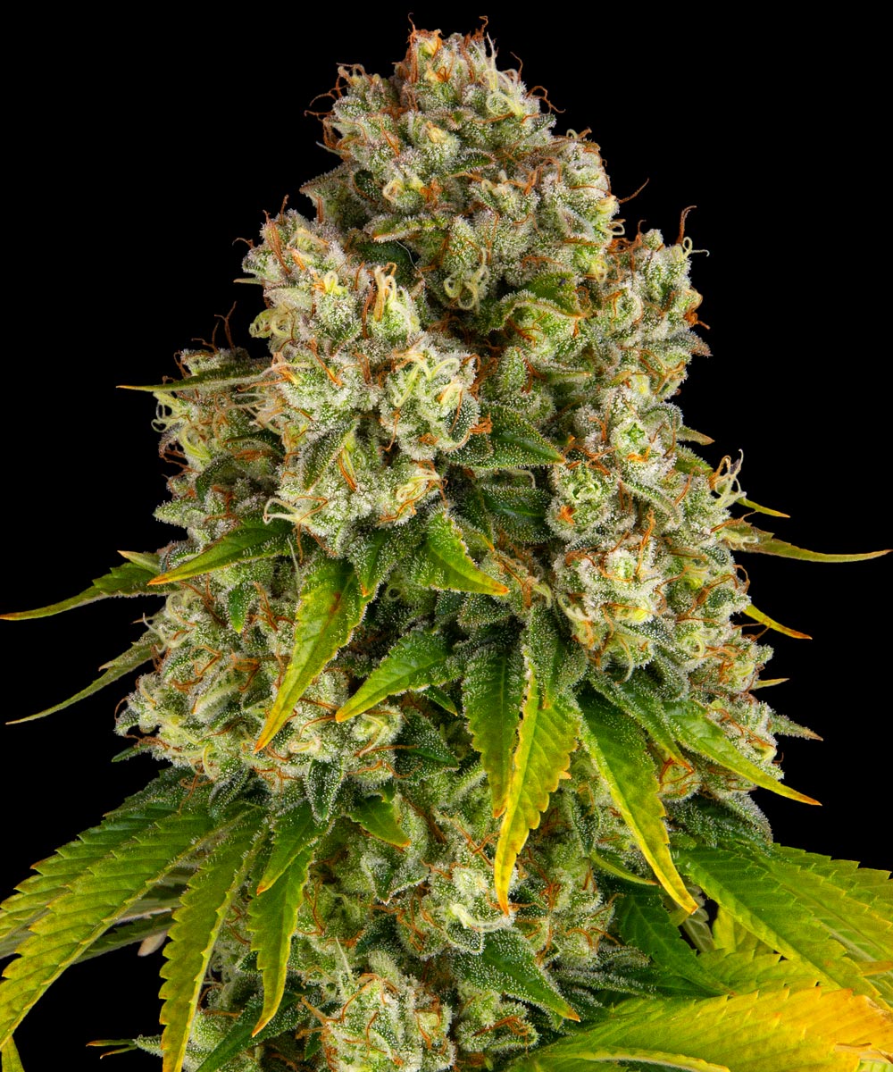 Barneys Farm Cheese Auto