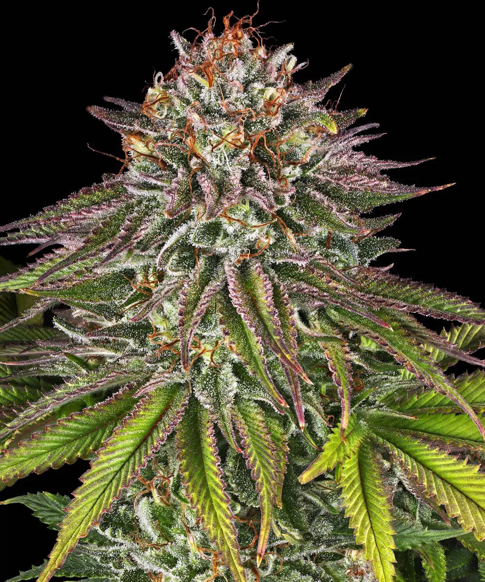 Barneys Farm Critical Kush Strain