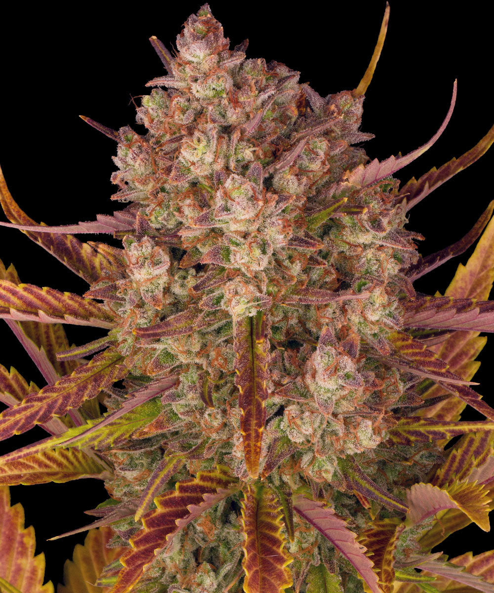 Barneys Farm Dos Si Dos Auto