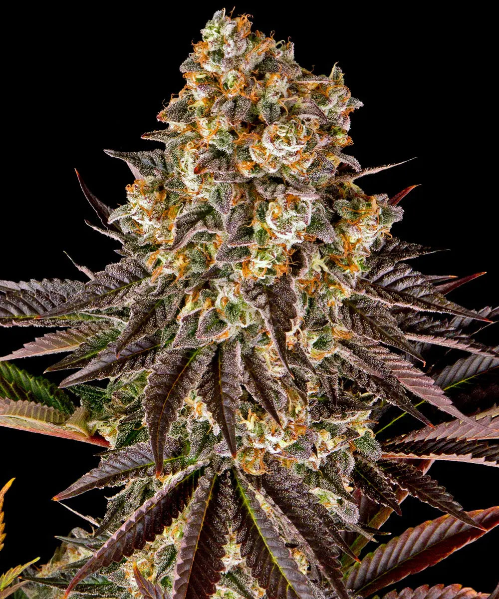 Barneys Farm Gelato #45