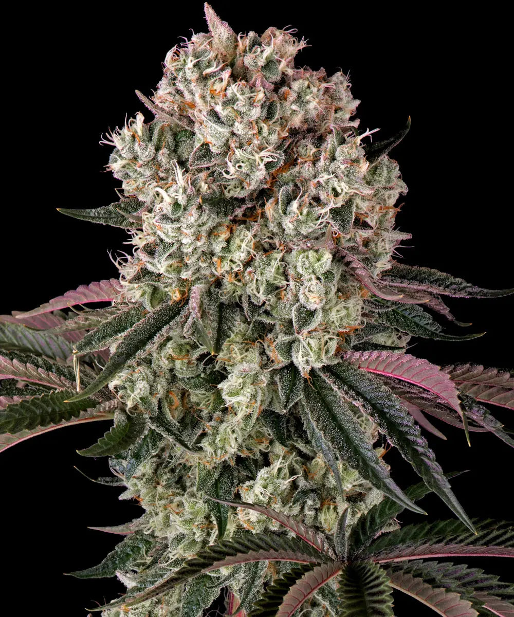 Barneys Farm Glookies
