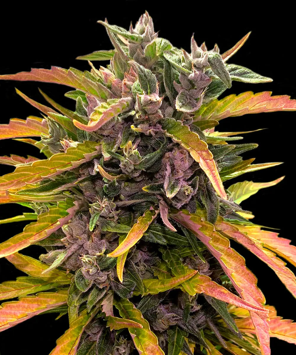 Barneys Farm Gorilla Glue Auto