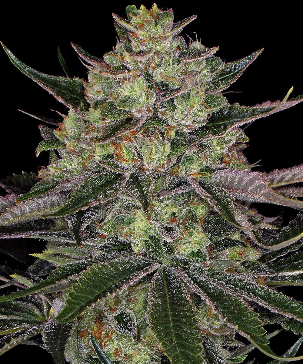 Barneys Farm Gorilla Z