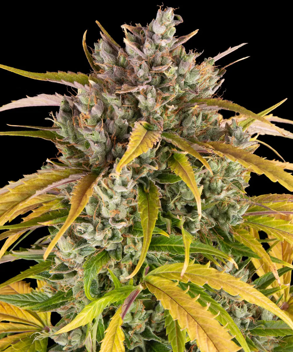Barneys Farm LSD Auto