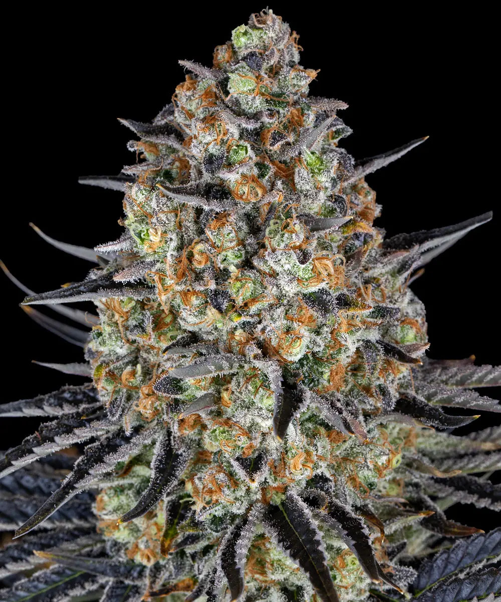 Barneys Farm LSD