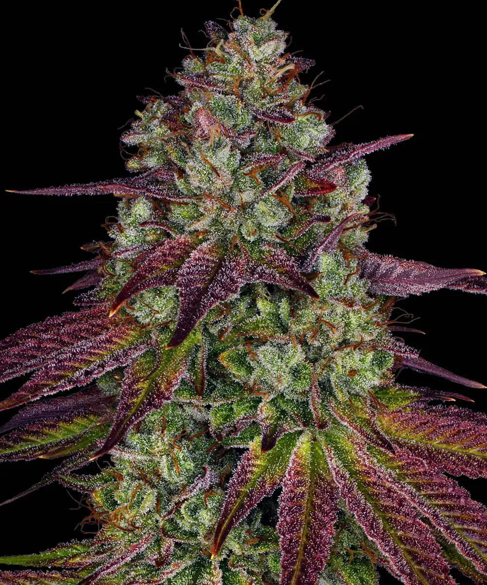 Barneys Farm Mimosa EVO