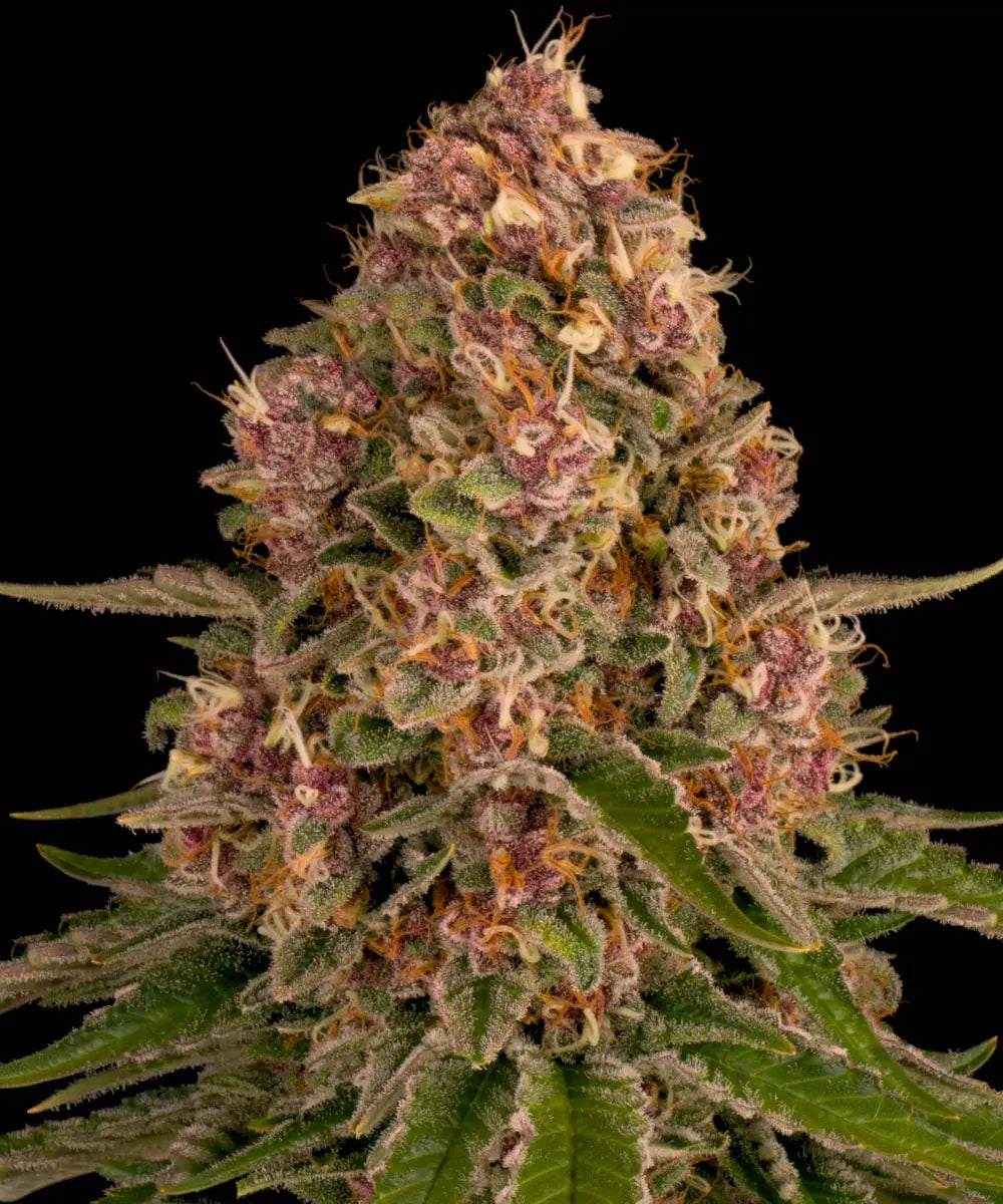 Barneys Farm Pink Kush