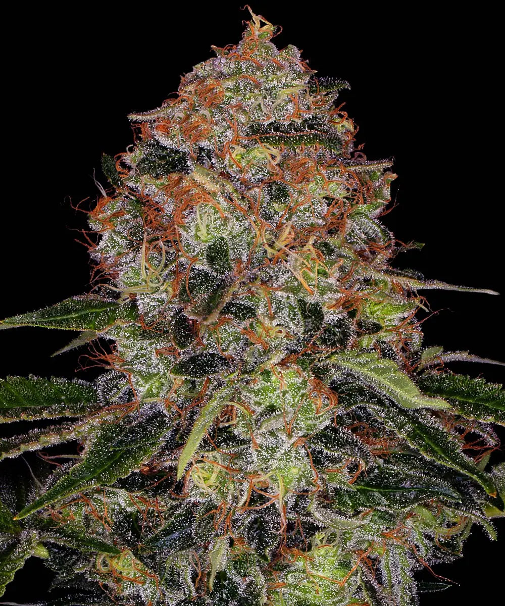 Barneys Farm Shiskaberry