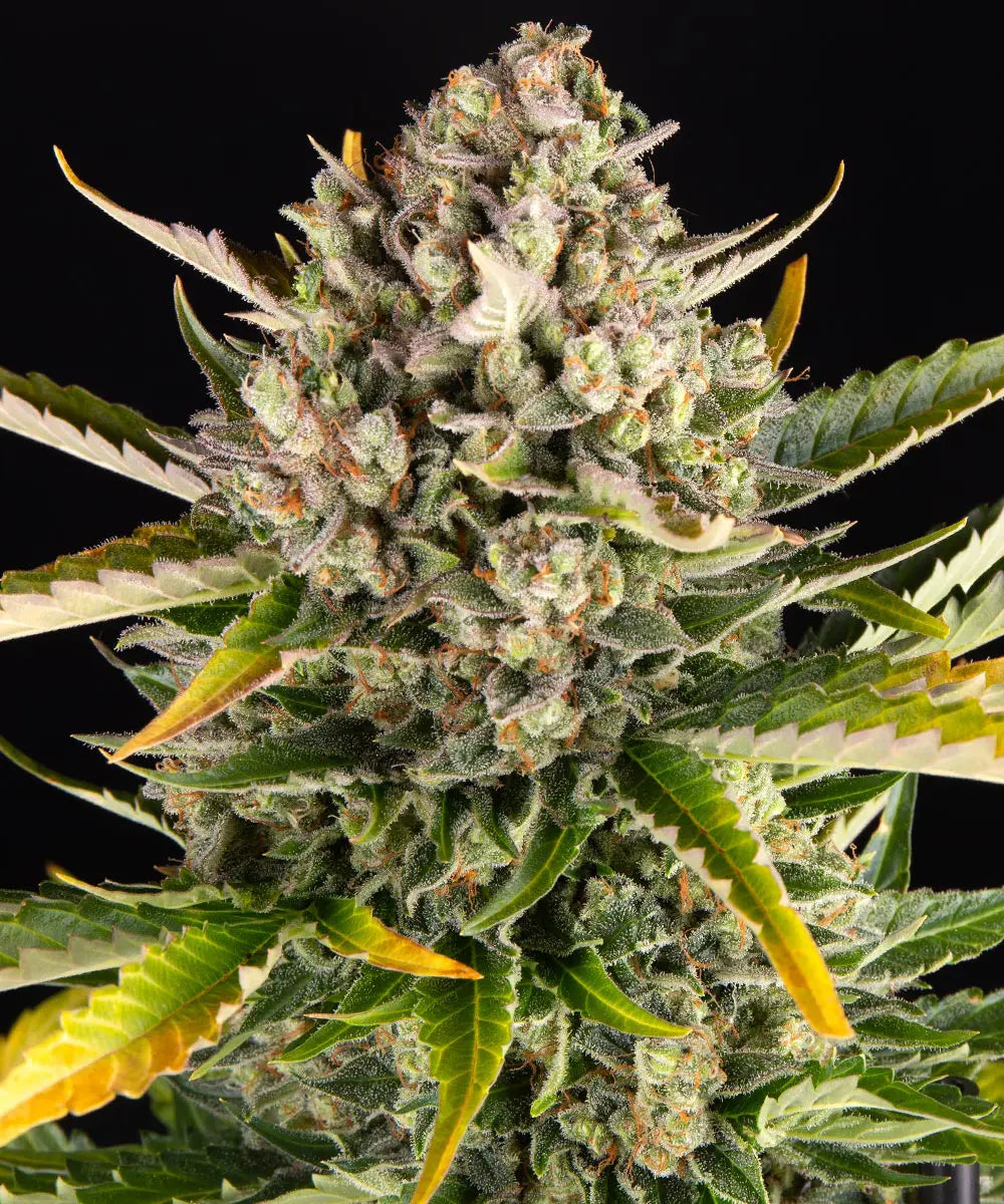 Barneys Farm Strawberry Cheesecake Auto