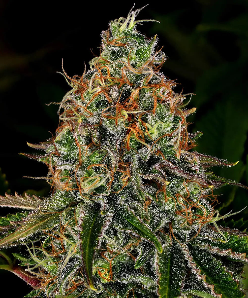 Barneys Farm Tangerine Dream Auto