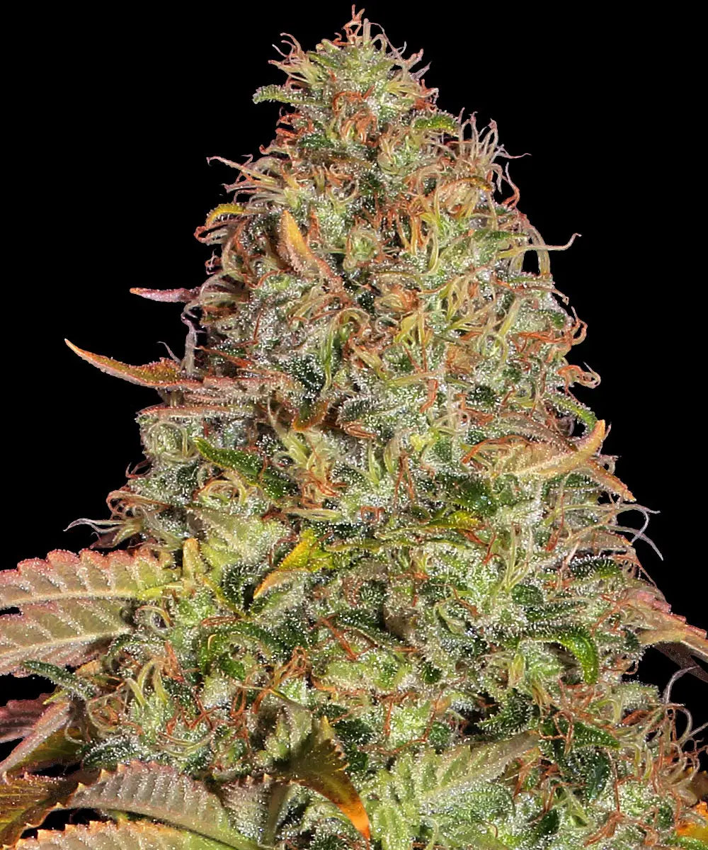 Barneys Farm Original Z OG Auto