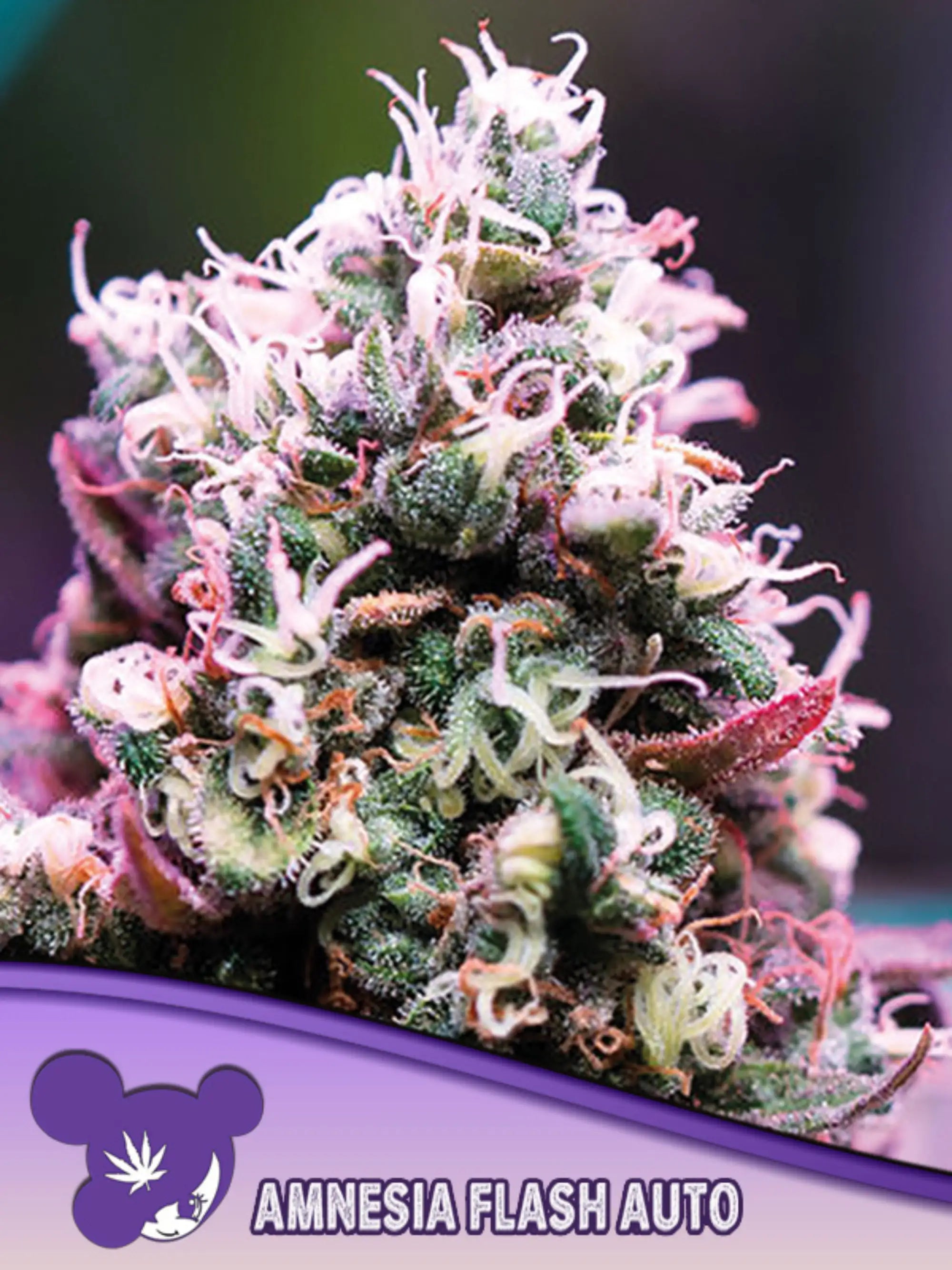 Anesia Seeds Amnesia Flash Auto (3 feminisierte Samen)
