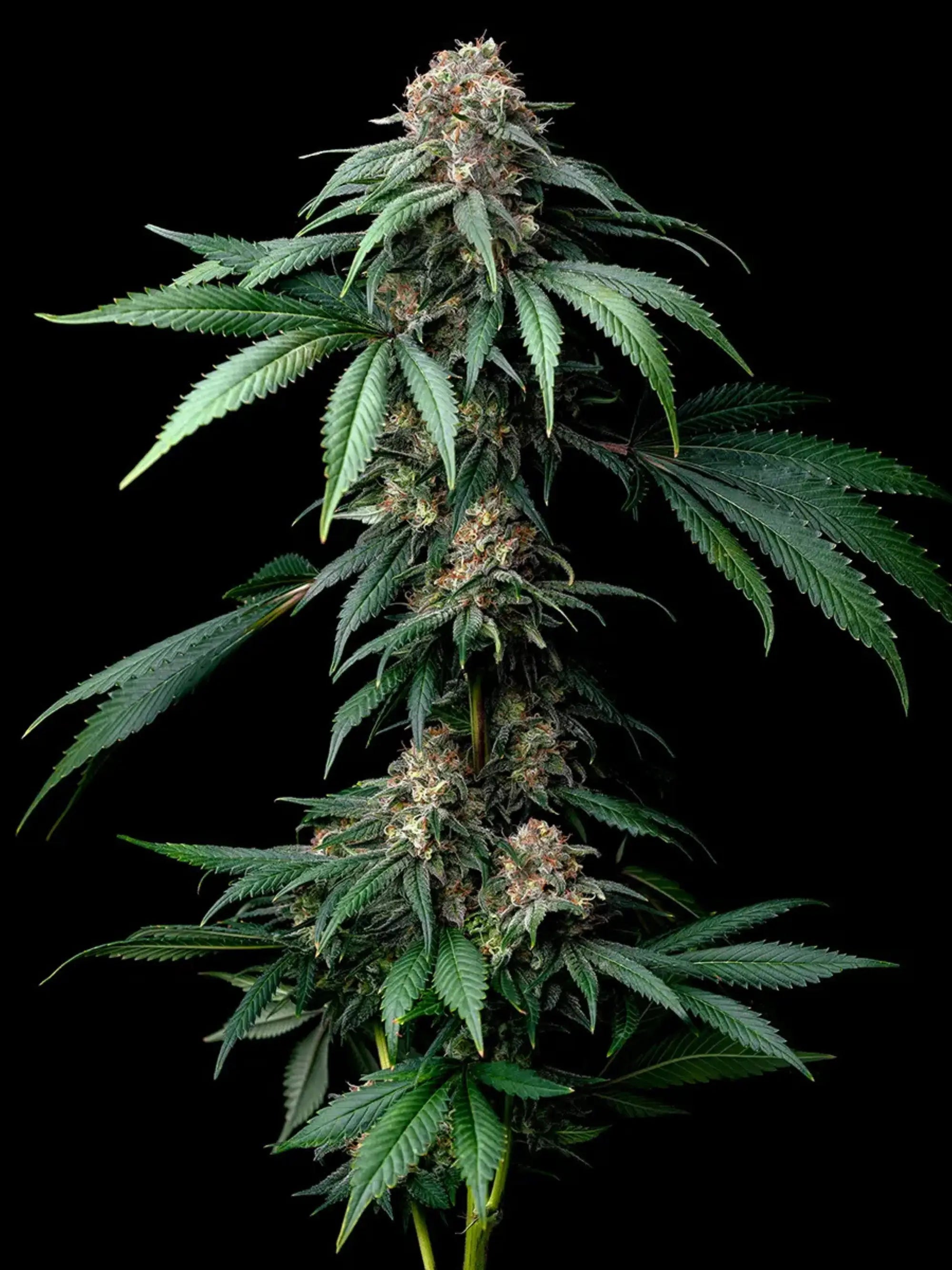 Barneys Farm Mendo Breath
