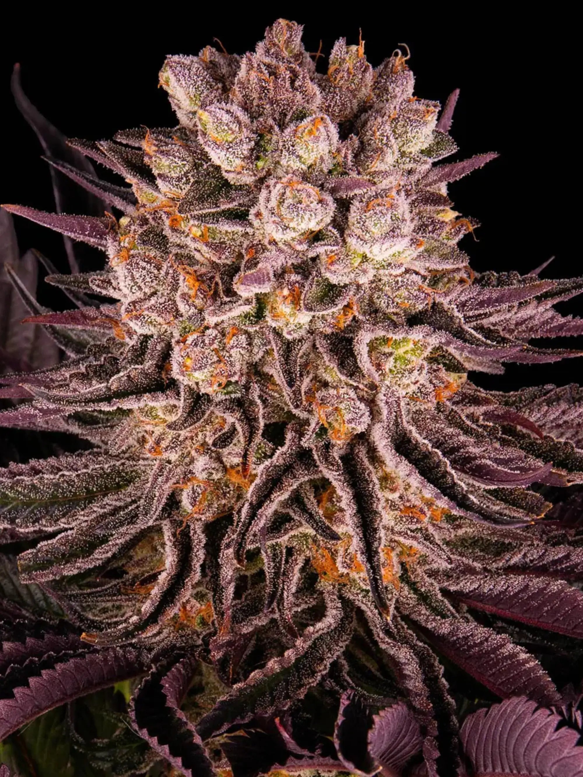 Barneys Farm Mimosa x Orange Punch Strain