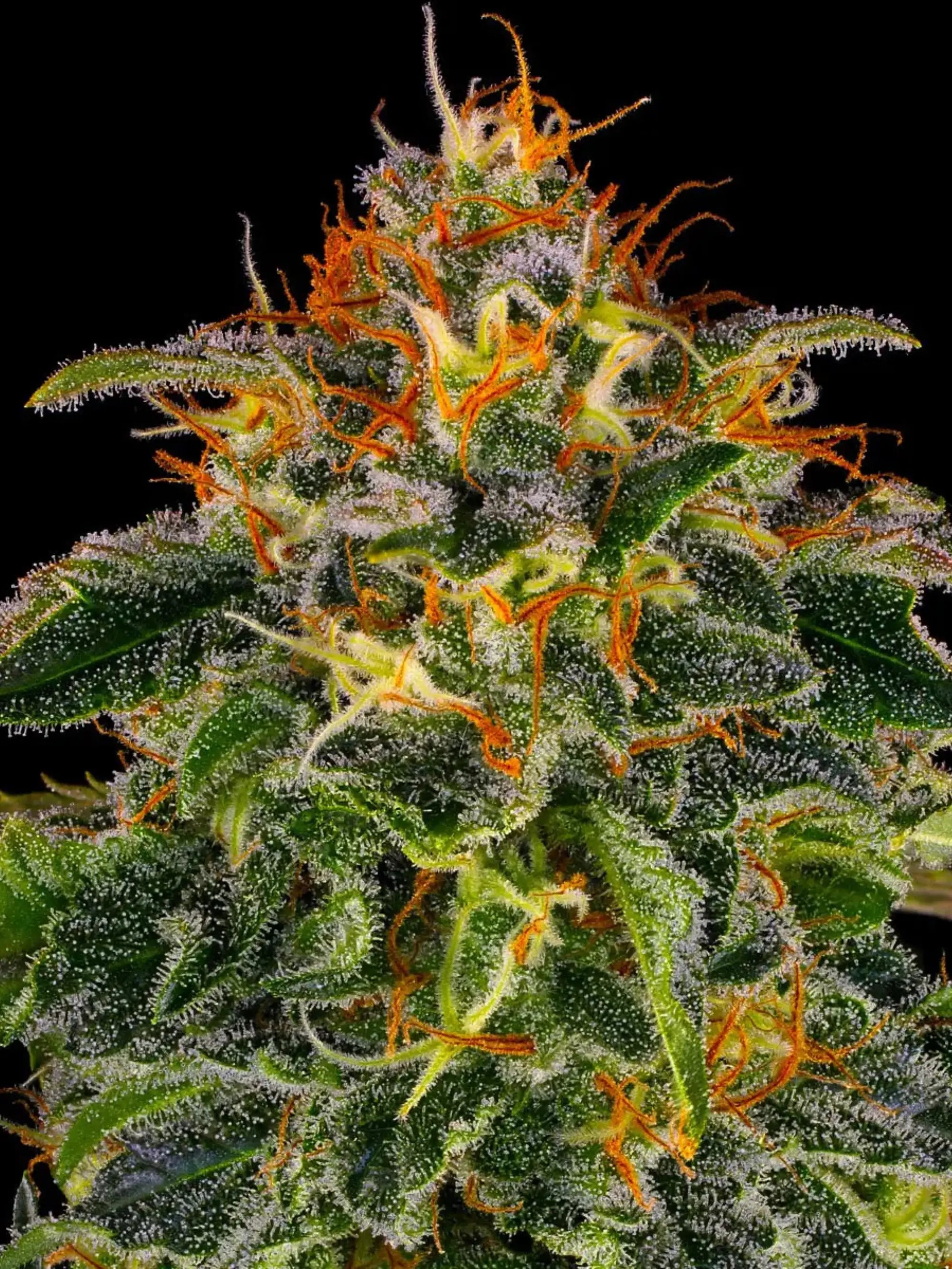 Barneys Farm Moby Dick