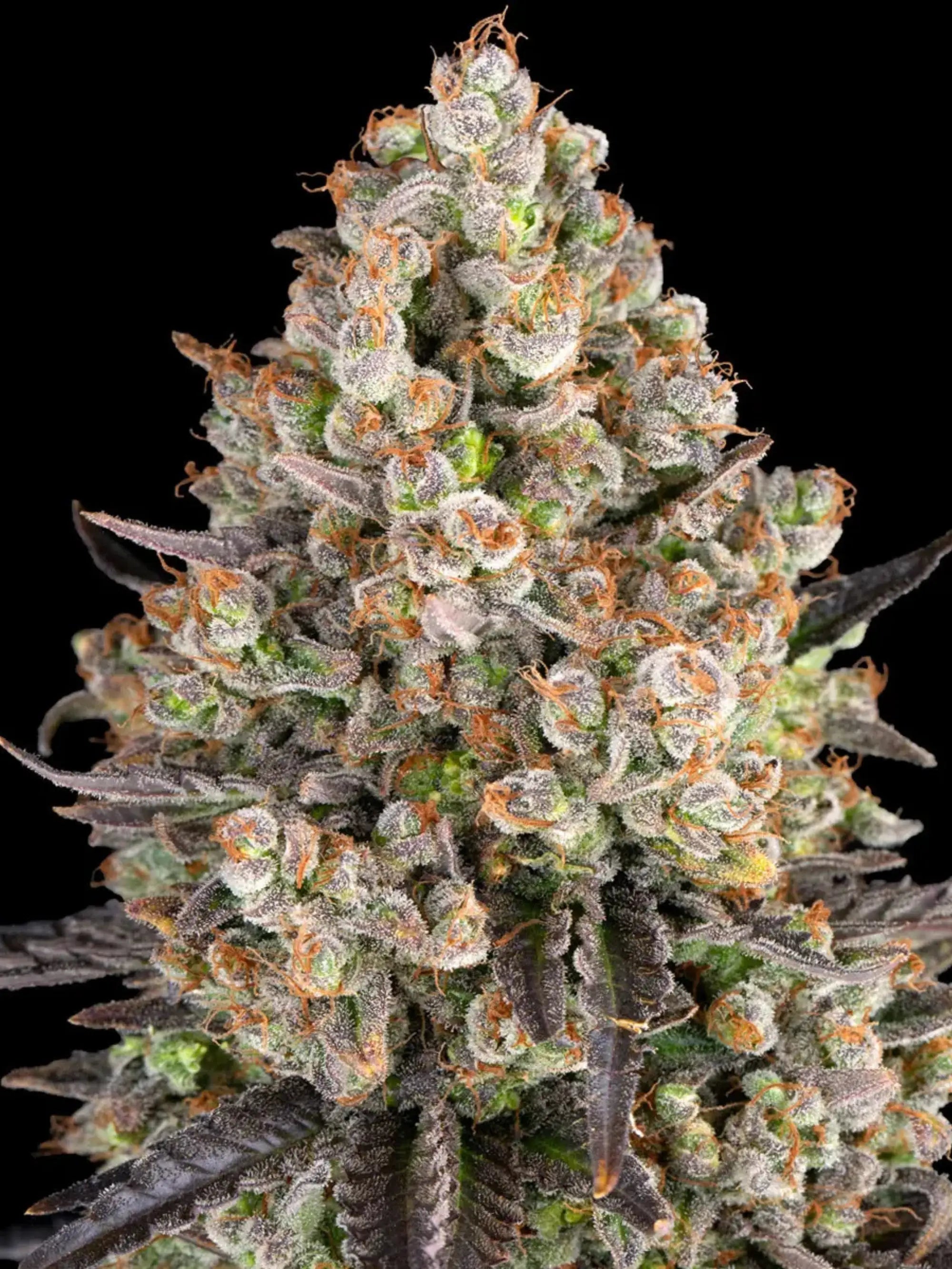 Barneys Farm OG Kush
