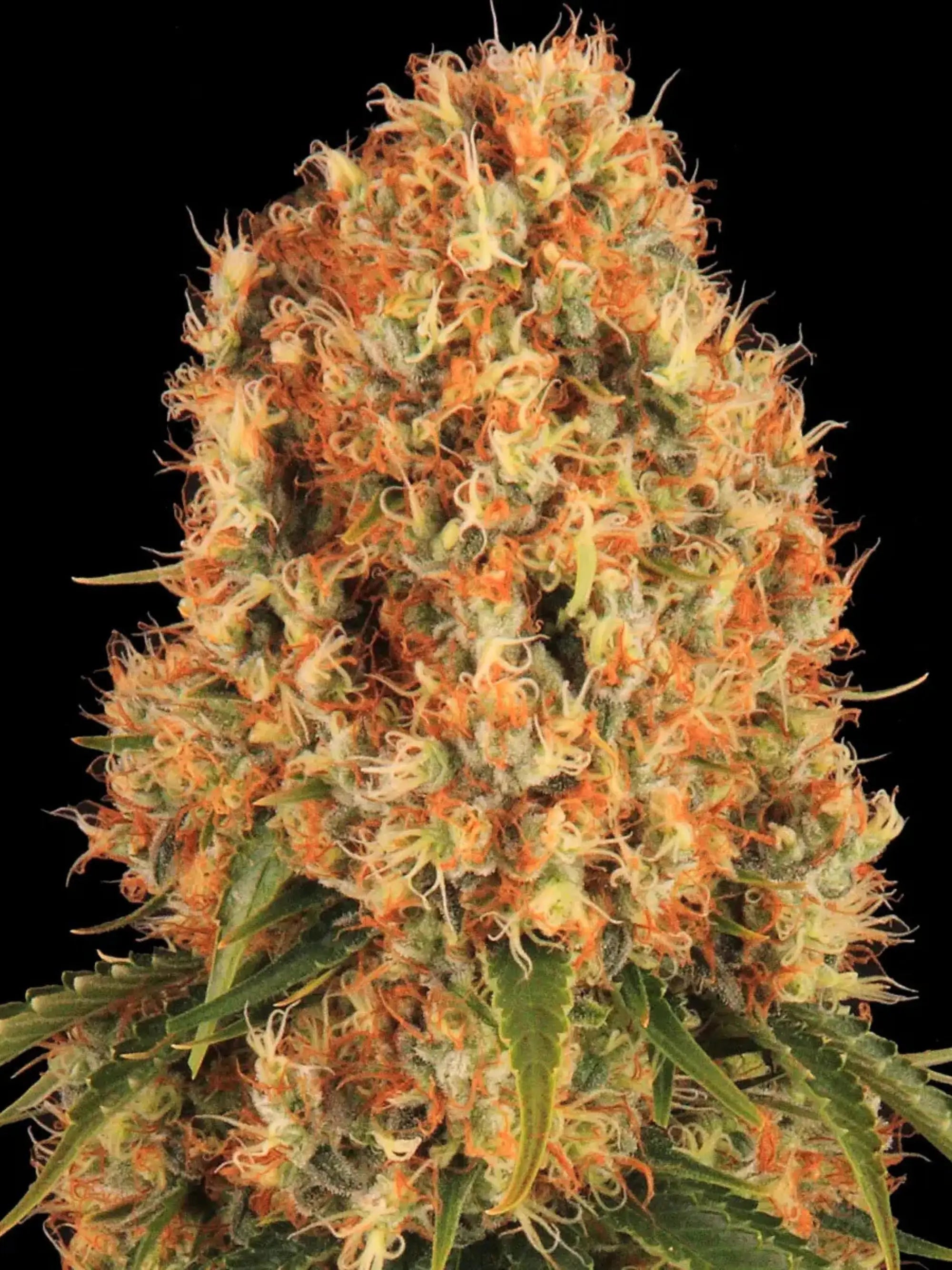 Barneys Farm Orange Sherbert