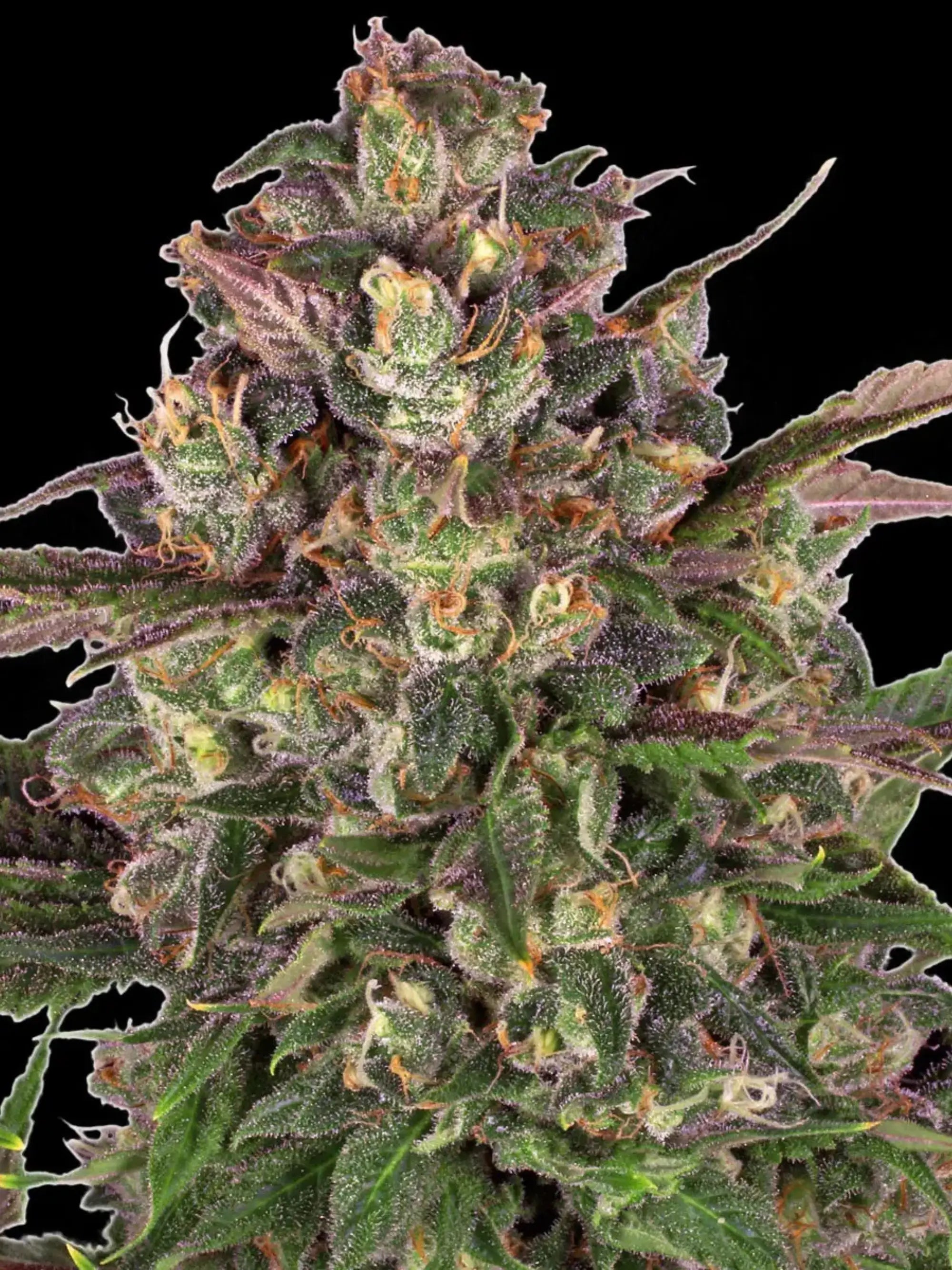 Barneys Farm Peyote Critical