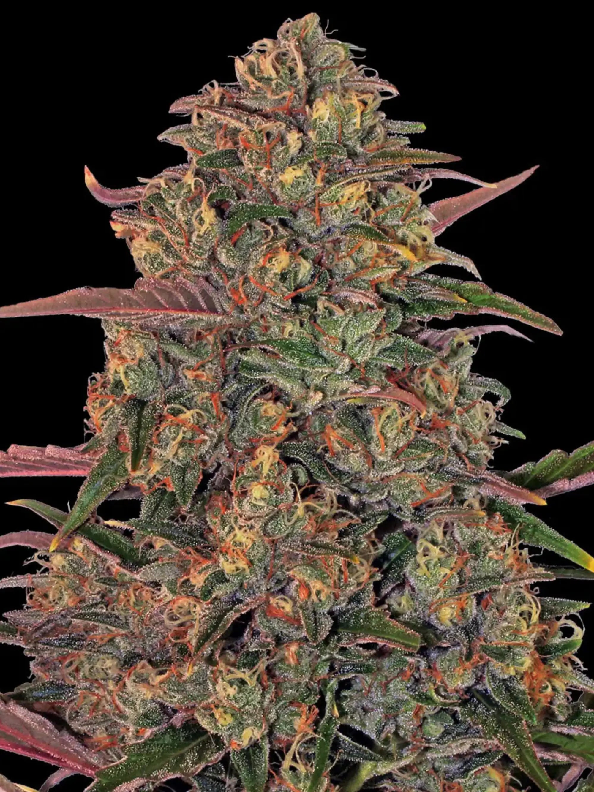Barneys Farm Pineapple Chunk