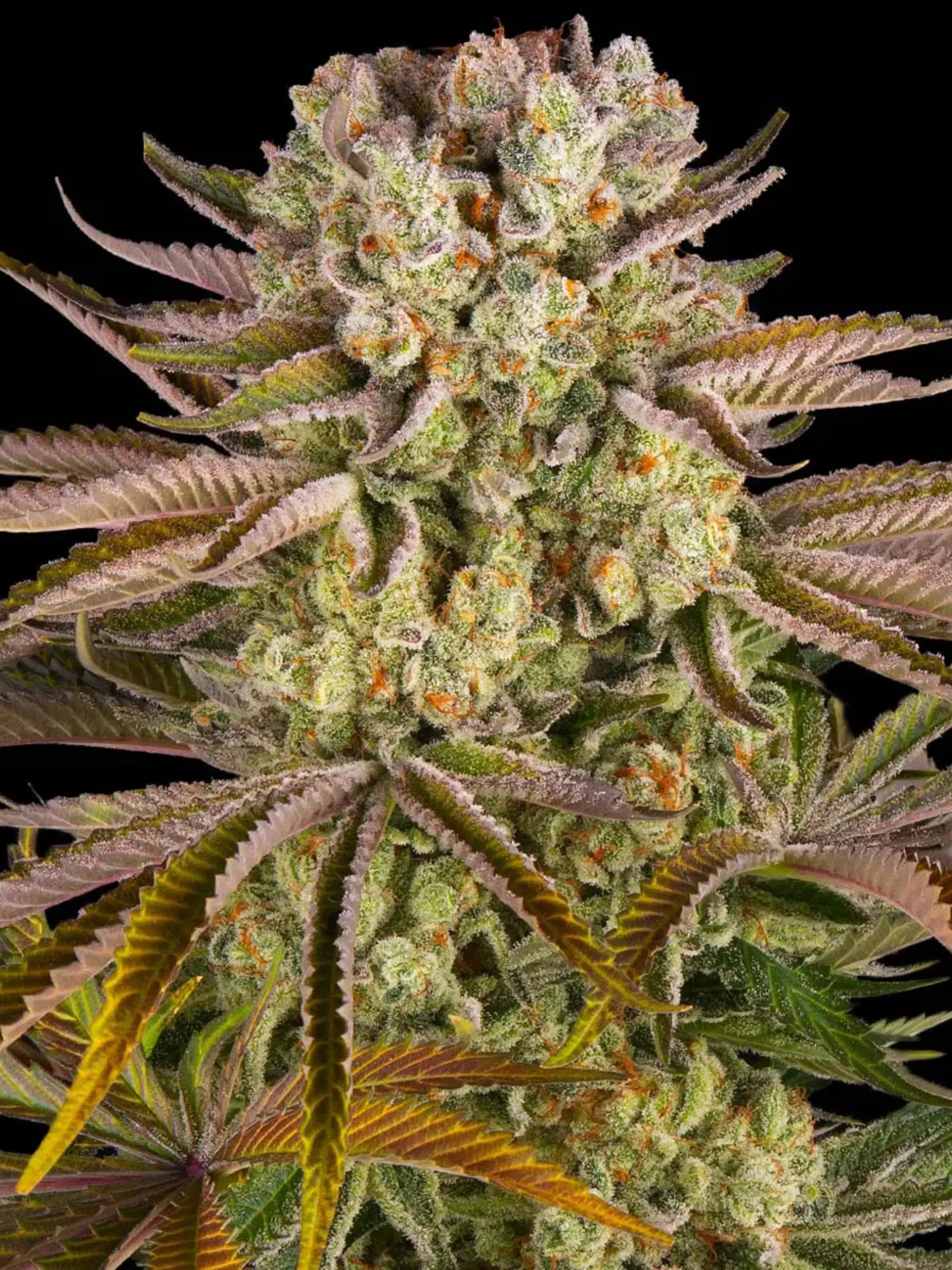Barneys Farm Pineapple Express