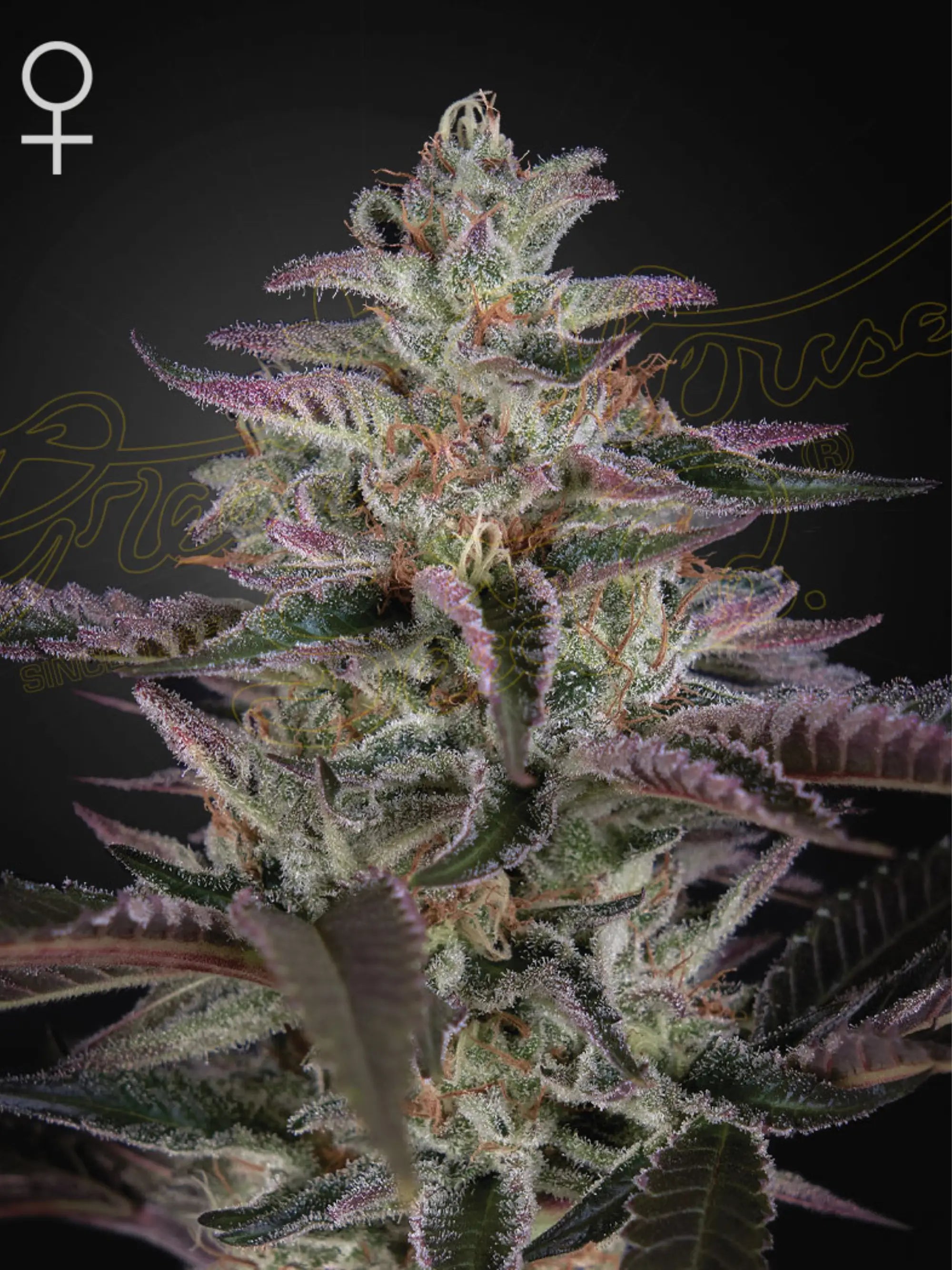 Green House Seeds Banana Krumble