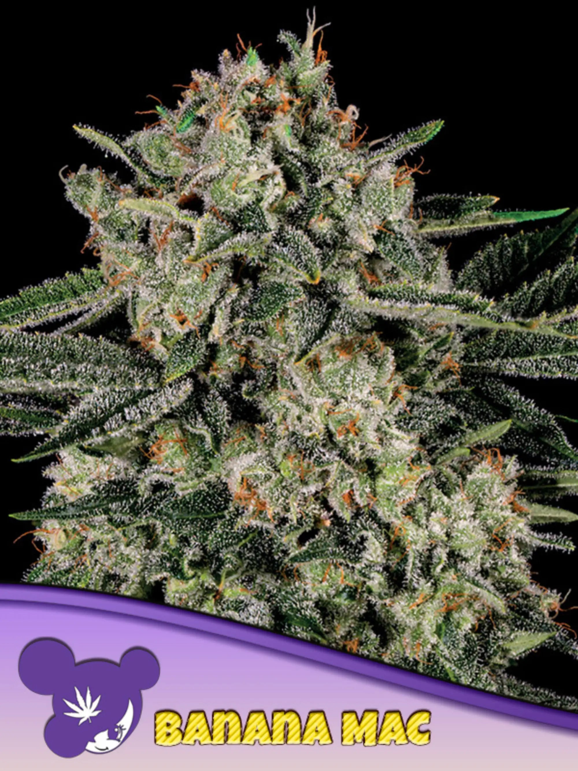 Anesia Seeds Banana MAC