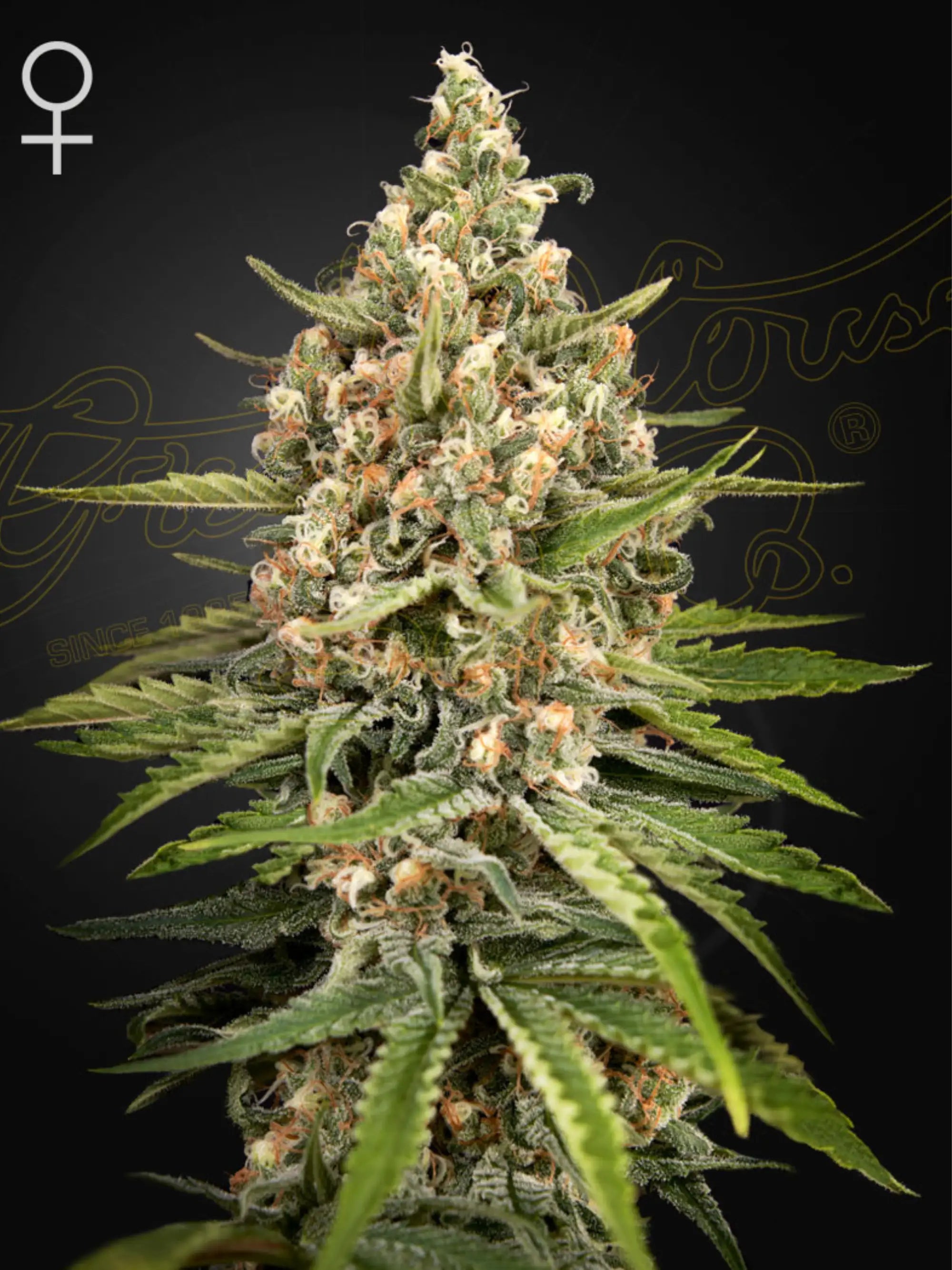 Green House Seeds Bubba Slush