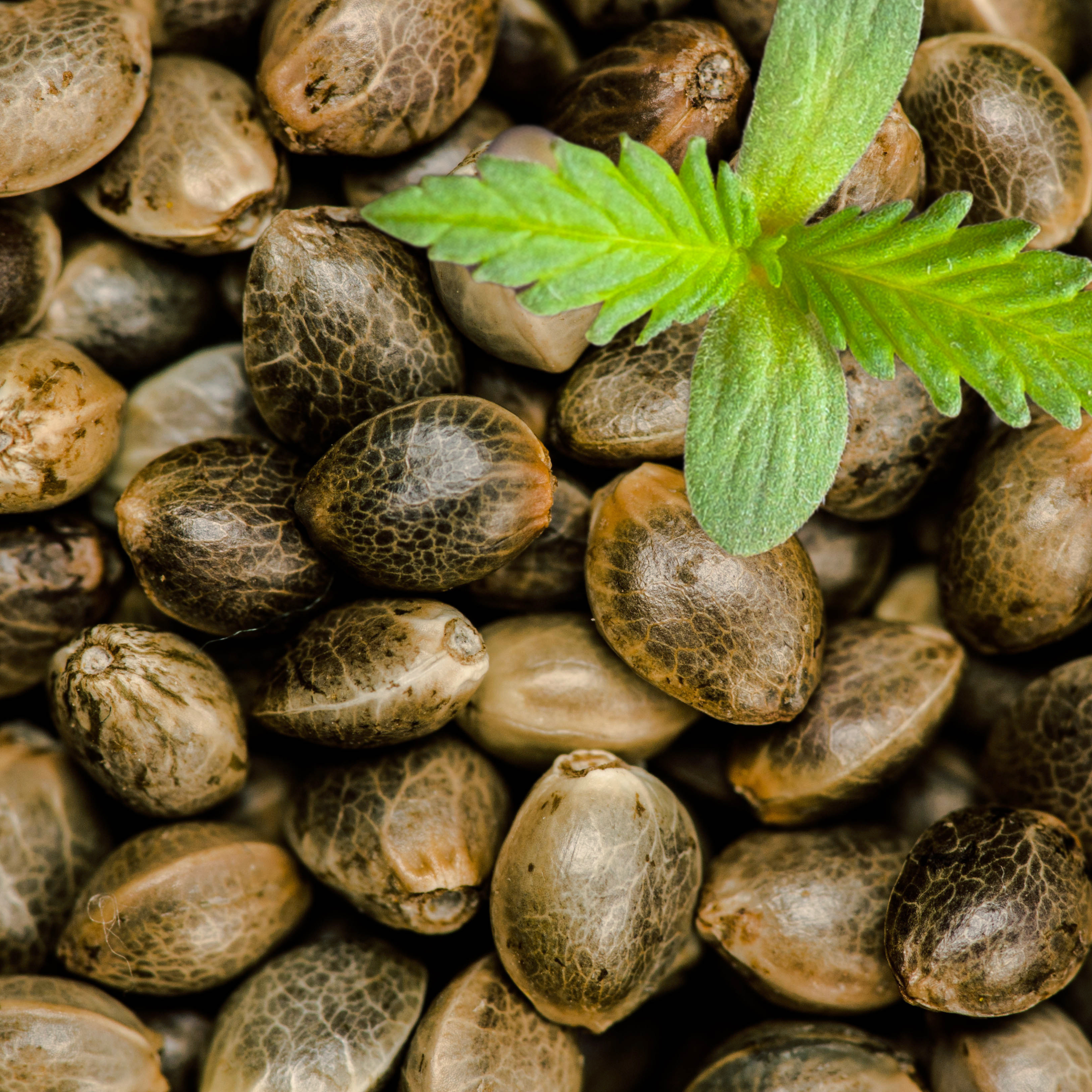 Seeds