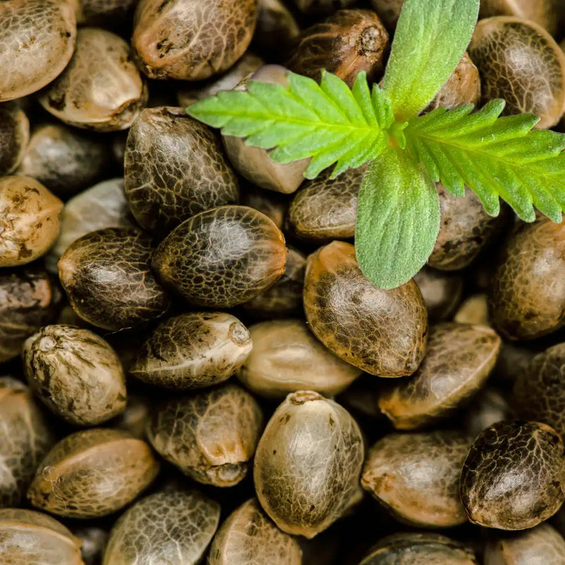 Hochwertige Cannabissamen verschiedener Sorten – Seeds für Anzucht und Zuchtbedarf im Stonerscents Headshop