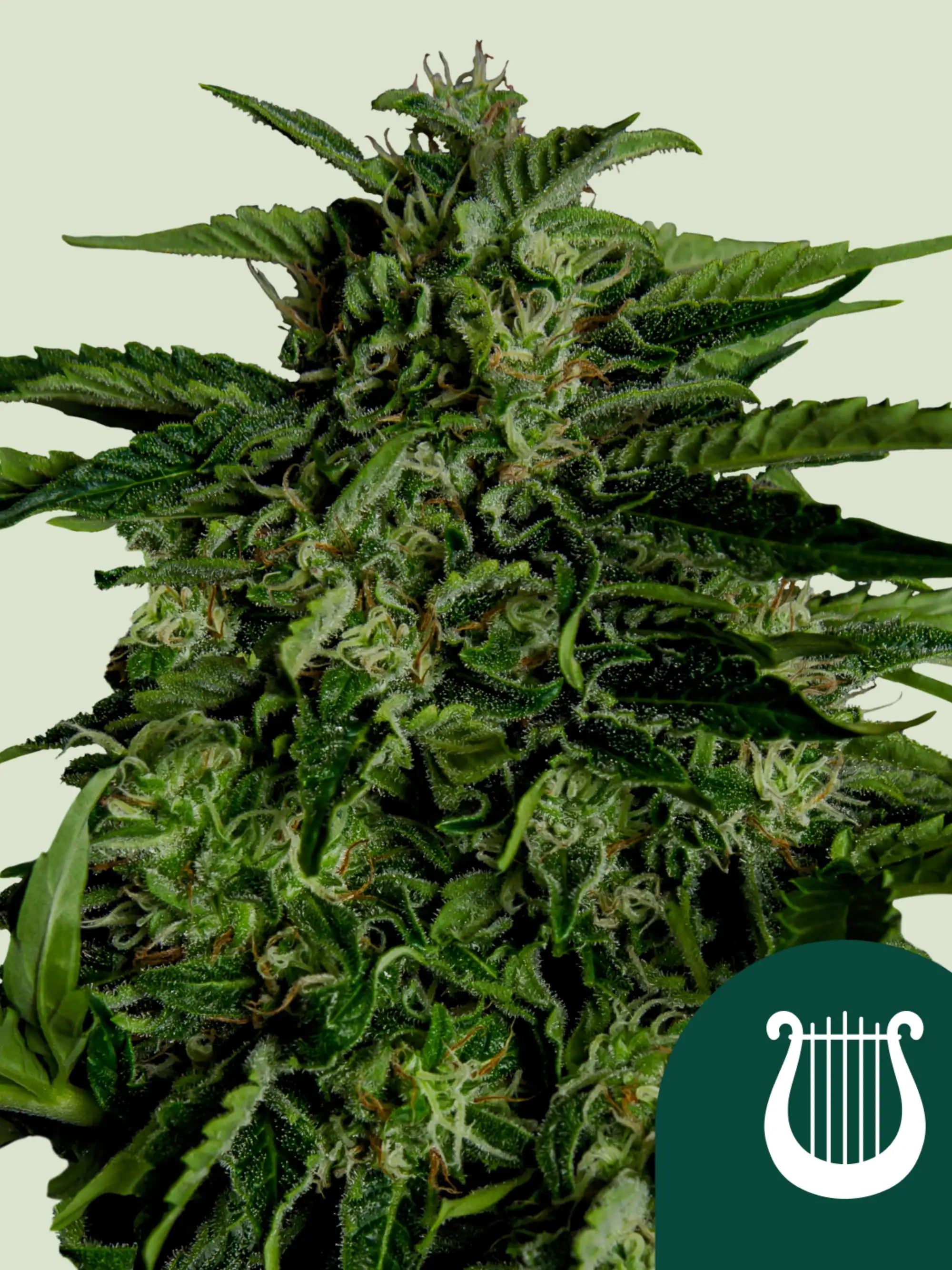 Royal Queen Seeds Apollo F1 (Autoflowering F1 Hybrid)