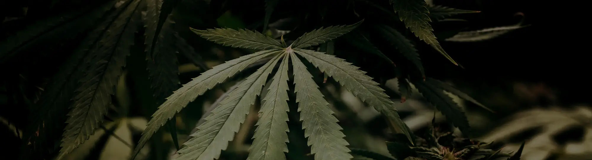 Cannabis Seeds und Cannabis Samen bei Stonerscents Headshop