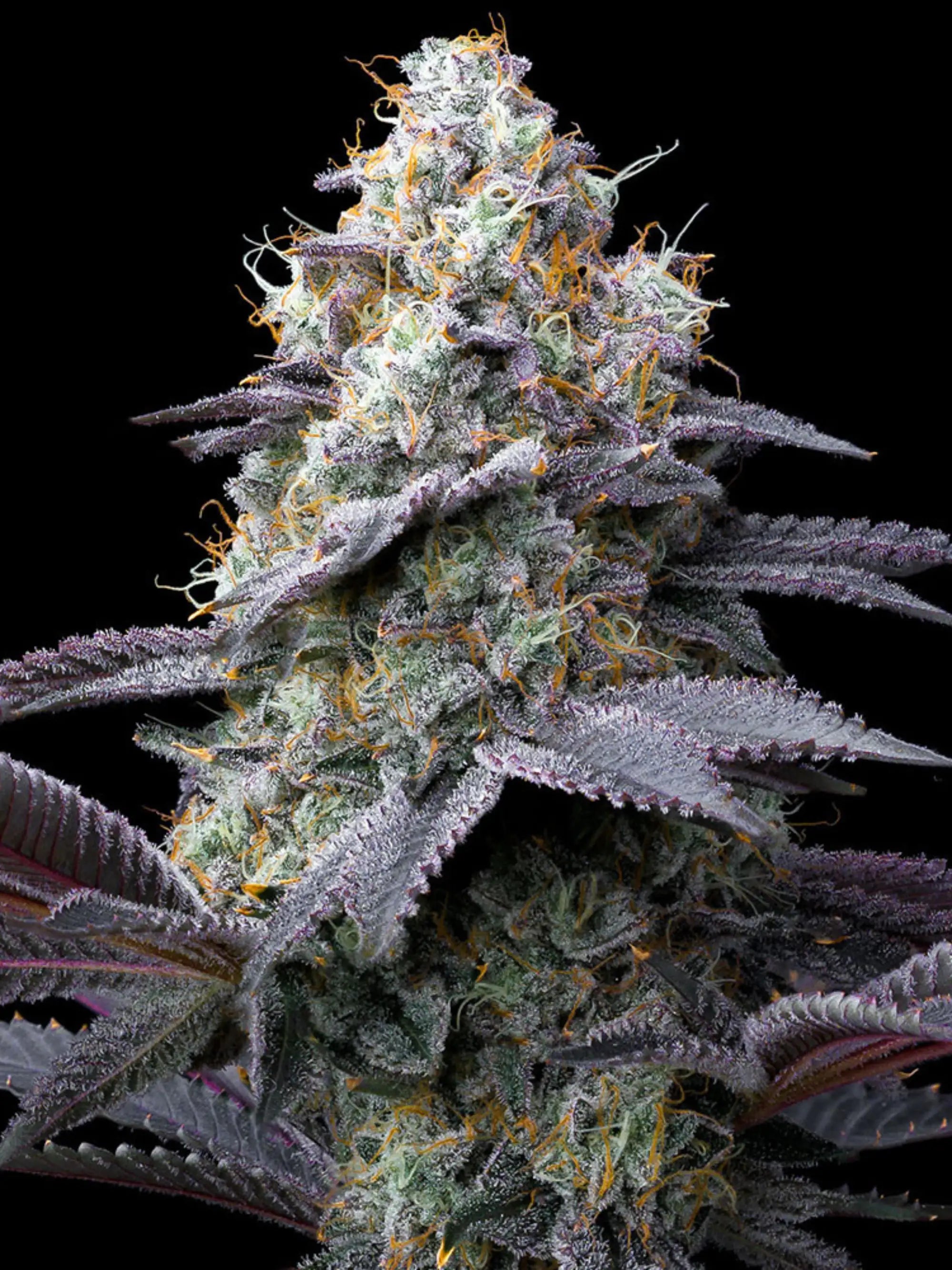 Barneys Farm Bubblegum Gelato