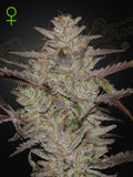 Alien Z Auto Hanfsamen von Green House Seeds Co. – autoflowering Sorte mit kräftigem Aroma und zuverlässigem Wachstum