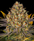 Barneys Farm Banana Punch