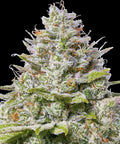 Barneys Farm Blue Gelato 41