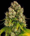Barneys Farm Cheese Auto