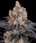 Barneys Farm Gelato