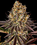 Barneys Farm Gelato #45
