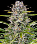 Barneys Farm Gorilla Zkittlez Auto