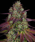 Barneys Farm Mimosa EVO