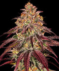 Barneys Farm Mimosa x Orange Punch Auto