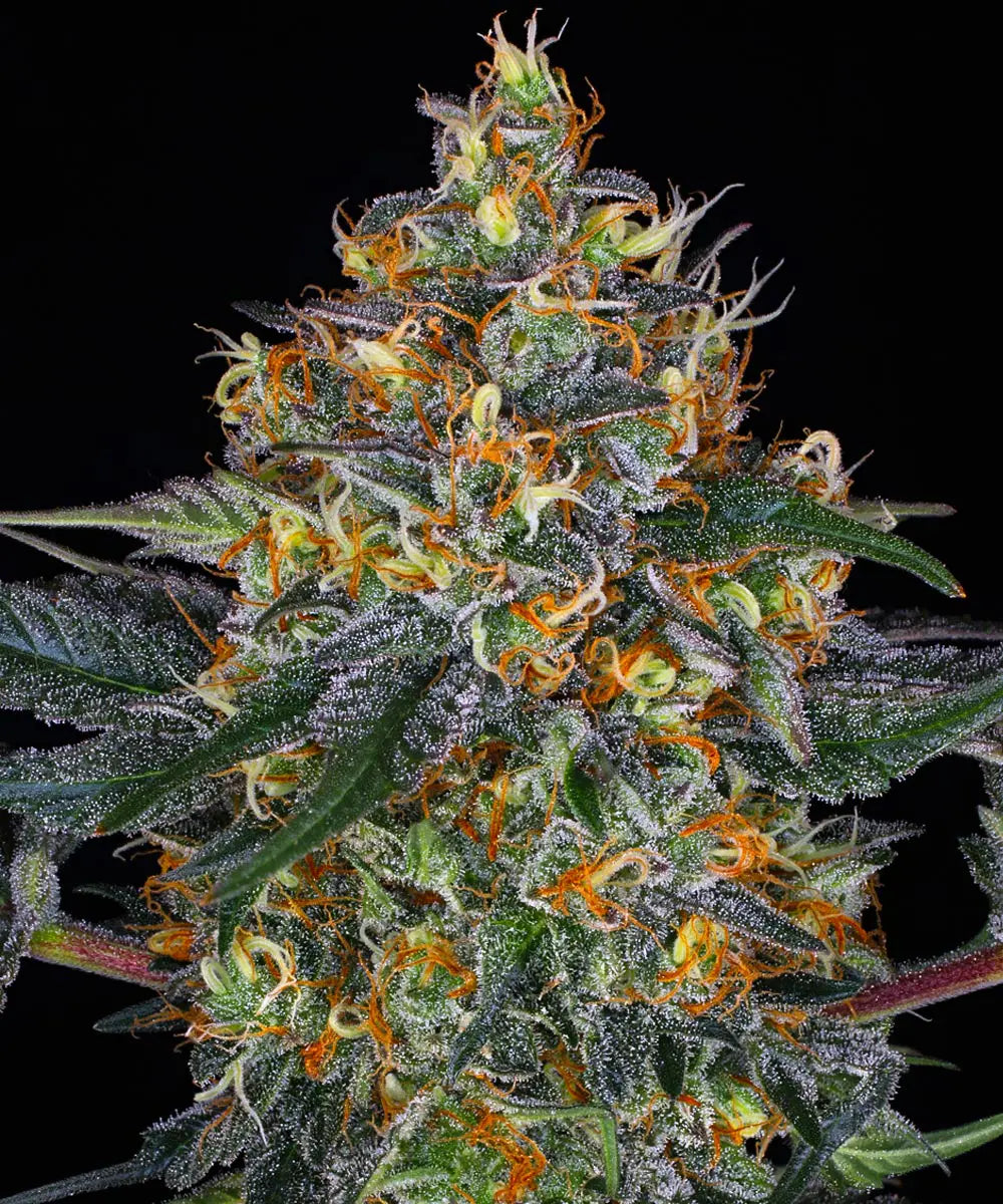 Barneys Farm Moby Dick Auto