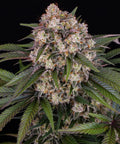 Barneys Farm OG Kush Auto