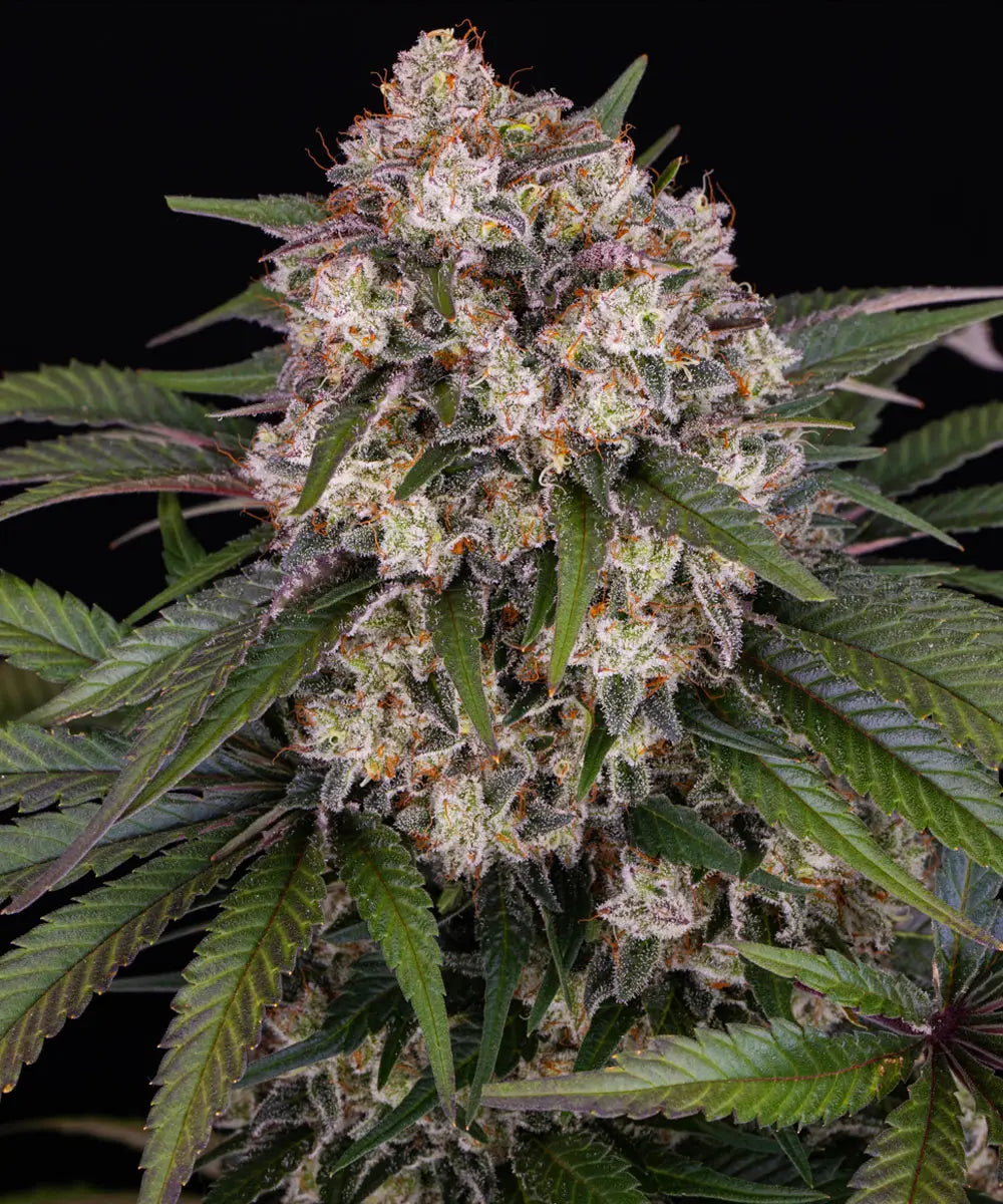 Barneys Farm OG Kush Auto